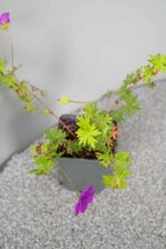 Geranium 'Kahn' - Afbeelding 2