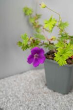 Geranium 'Kahn' - Afbeelding 4