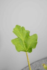 Rheum palmatum tanguticum - Afbeelding 2
