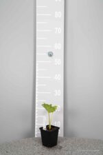 Rheum palmatum tanguticum - Afbeelding 3