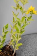 Lysimachia punctata - Afbeelding 2
