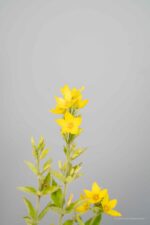 Lysimachia punctata - Afbeelding 4