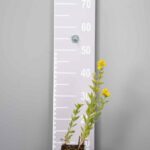 Lysimachia punctata