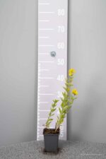 Lysimachia punctata