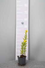 Lysimachia punctata - Afbeelding 3