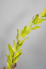 Lychnis chalcedonica - Afbeelding 2