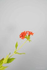 Lychnis chalcedonica - Afbeelding 4