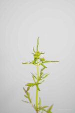 Patrinia monarda - Afbeelding 2