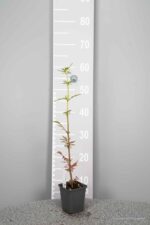 Patrinia monarda - Afbeelding 3