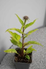 Echinacea purpurea Magnus - Afbeelding 2