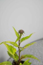Echinacea purpurea Magnus - Afbeelding 4