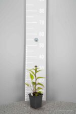Echinacea purpurea Magnus - Afbeelding 3