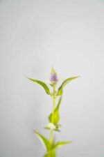 Agastache 'Blue Fortune' - Afbeelding 4