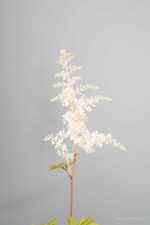 Astilbe 'Brautschleier' - Afbeelding 4
