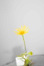 Buphtalmum salicifolium - Afbeelding 4