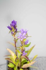 Campanula glomerata 'Acaulis' - Afbeelding 4