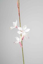 Gaura lindheimeri 'Whirling Butterflies' - Afbeelding 4