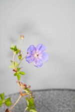 Geranium 'Rozanne' - Afbeelding 3