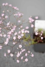 Gypsophilla 'Rosenschleier' - Afbeelding 4