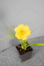 Hemerocallis 'Stella de Oro' - Afbeelding 3
