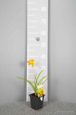 Hemerocallis 'Stella de Oro' - Afbeelding 2