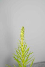 Liatris spicata - Afbeelding 4