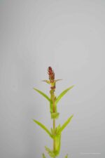 Lythrum salicaria 'Robert' - Afbeelding 4