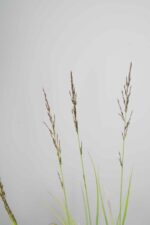 Molinia caerulea 'Edith Dudszus' - Afbeelding 4