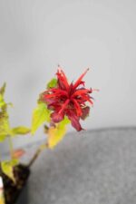 Monarda 'Cambridge Scarlet' - Afbeelding 4