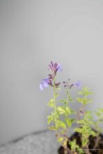 Nepeta 'Walker's Low' - Afbeelding 4