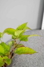 Persicaria amplexicaulis 'Lisan' - Afbeelding 4