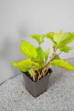 Persicaria amplexicaulis 'Lisan' - Afbeelding 2