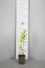 Phlox 'Casablanca'