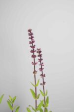 Salvia nemorosa 'Caradonna' - Afbeelding 4