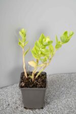 Sedum 'Herbstfreude' - Afbeelding 2