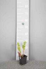 Sedum 'Herbstfreude' - Afbeelding 3