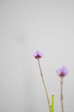Verbena bonariensis - Afbeelding 4
