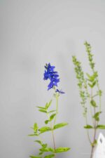 Veronica austriaca 'Knallblau' - Afbeelding 4