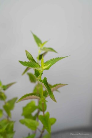 Agastache 'Black Adder'