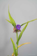 Tradescantia 'Leonora' - Afbeelding 2