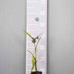 Tradescantia 'Leonora'