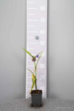 Tradescantia 'Leonora'