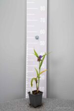 Tradescantia 'Leonora' - Afbeelding 3