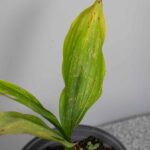 Convallaria majalis