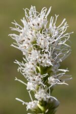 Liatris spicata 'Alba' - Afbeelding 2