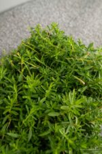 Dianthus delt. Albiflorus - Afbeelding 3
