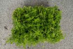 Dianthus delt. Albiflorus - Afbeelding 4