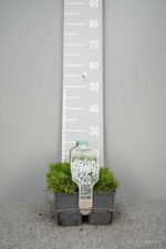 Dianthus delt. Albiflorus - Afbeelding 2
