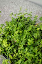 Euonymus for. 'Minimus' - Afbeelding 3