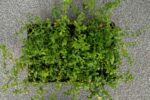 Euonymus for. 'Minimus' - Afbeelding 4